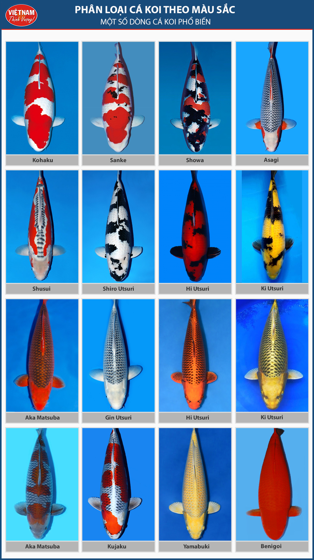 Một số dòng cá koi phổ biến, được nhiều người chơi lựa chọn.